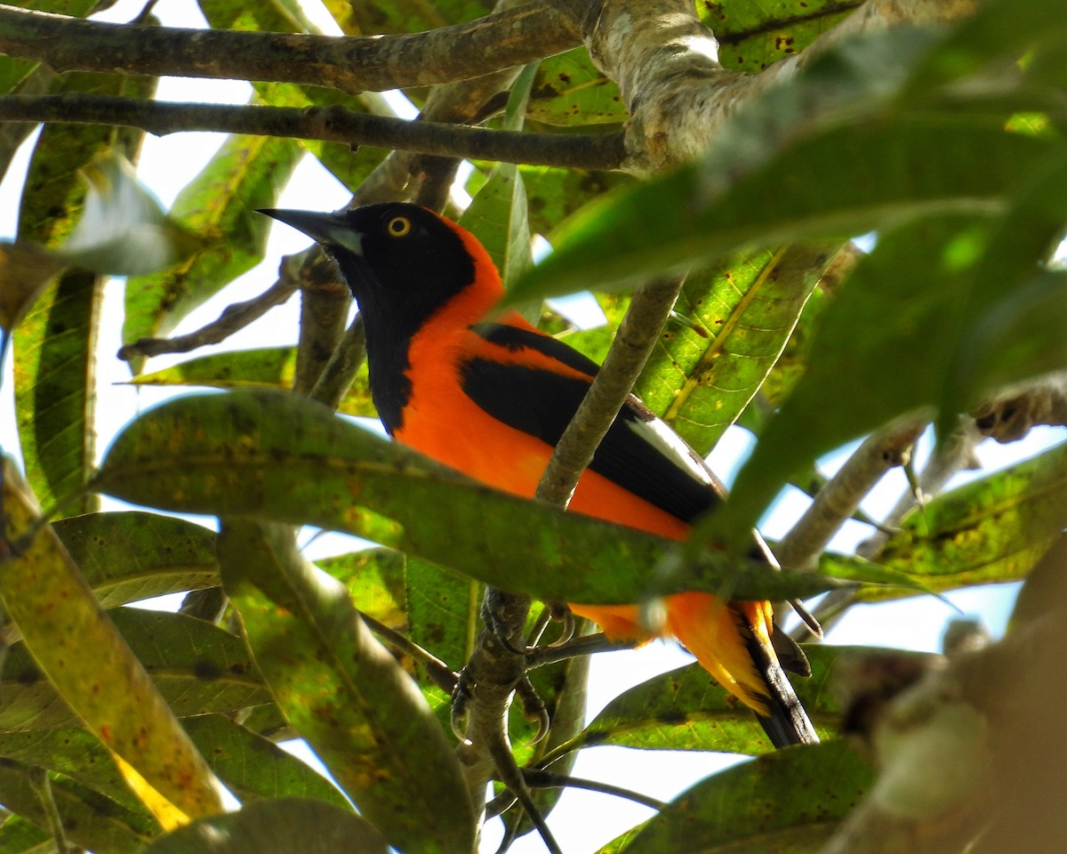 Orange-backed Troupial - ML637614253