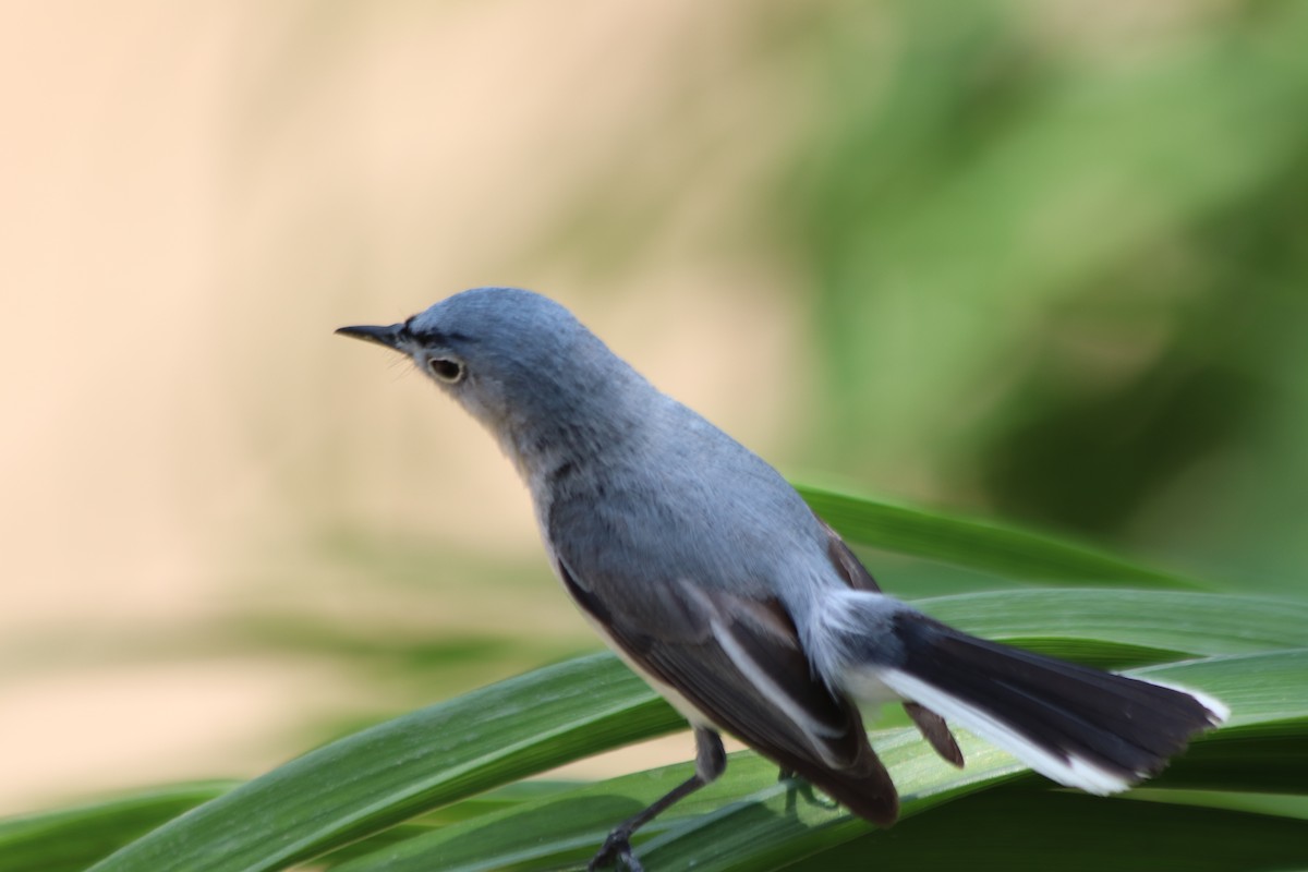 Blue-gray Gnatcatcher - ML637614254