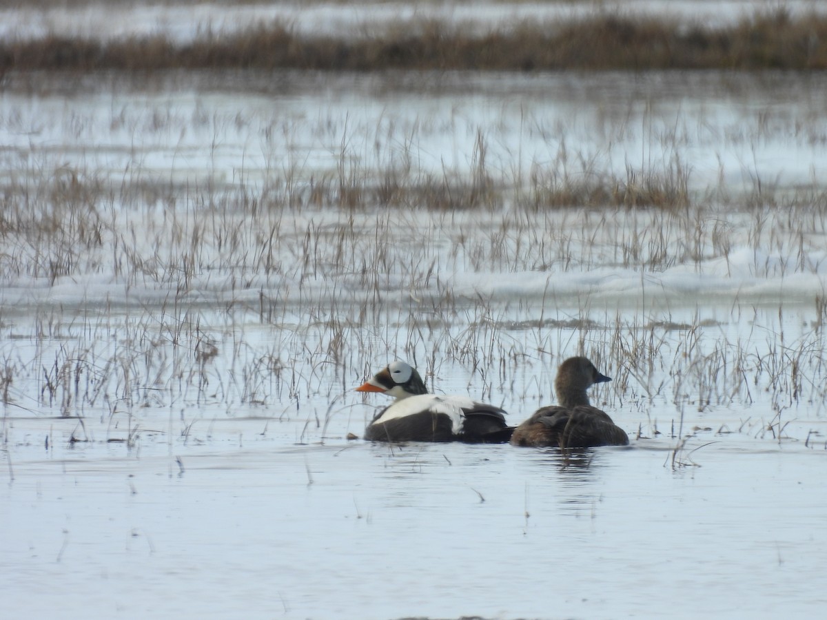 Spectacled Eider - ML637614301