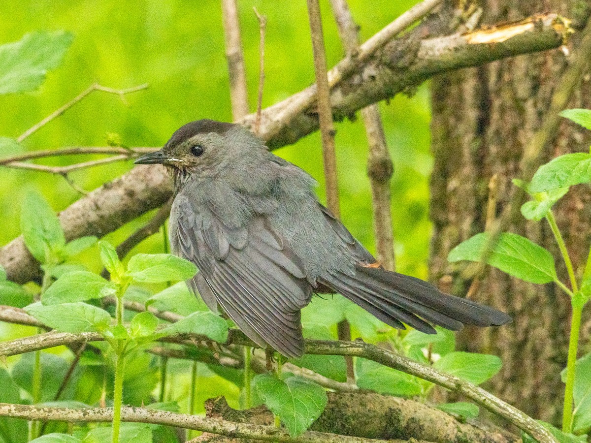 Gray Catbird - ML637614309