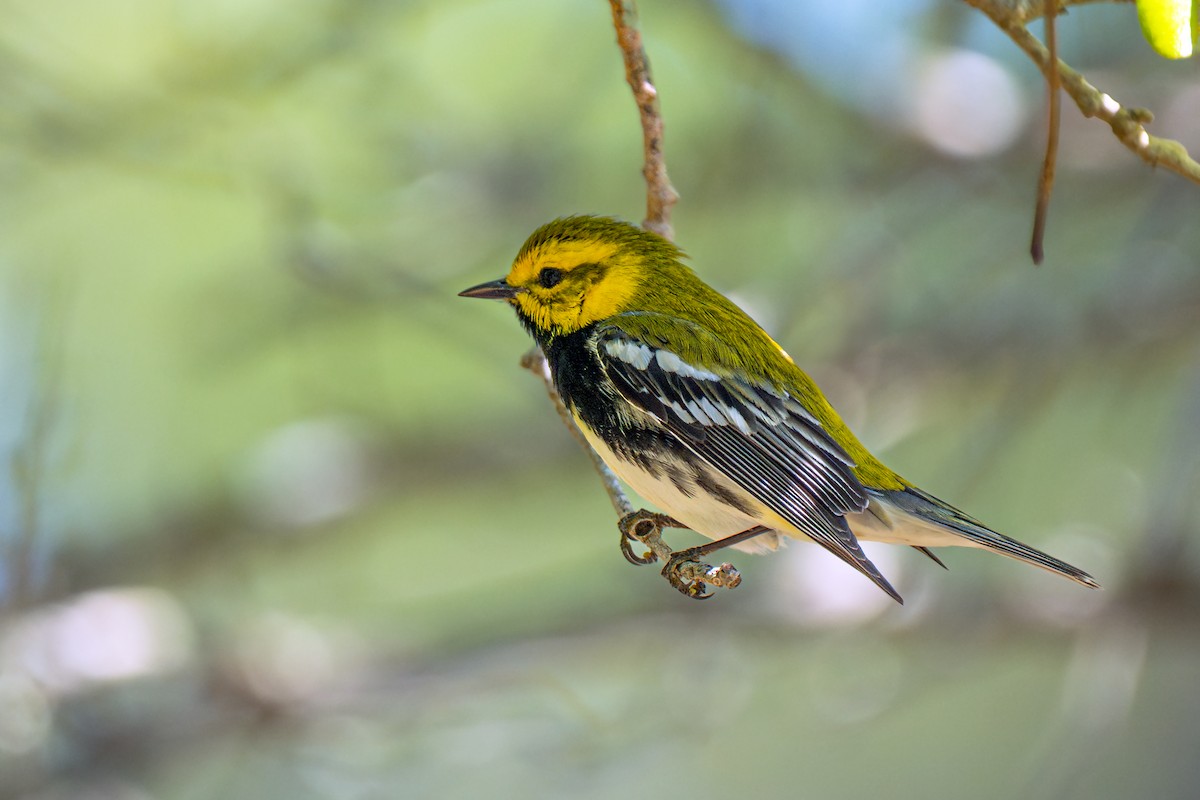 Black-throated Green Warbler - ML637614313