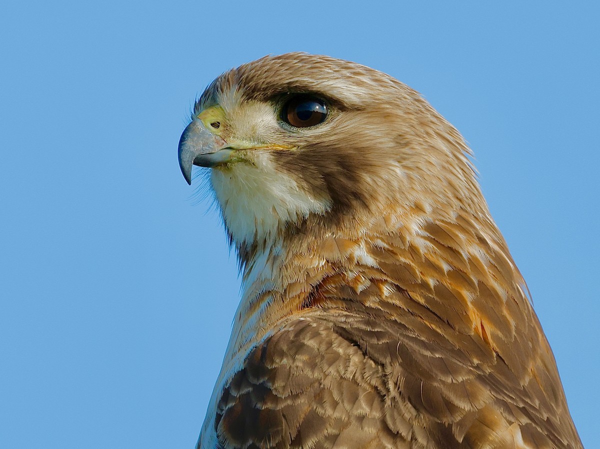 Red-tailed Hawk - ML637614326
