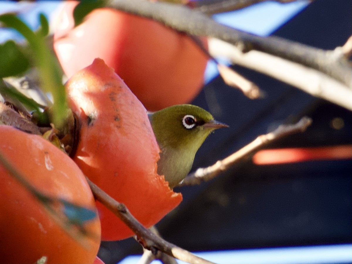 Silvereye - ML637614328