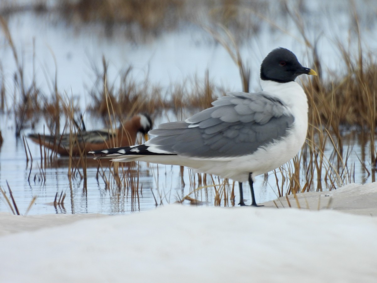 Sabine's Gull - ML637614329