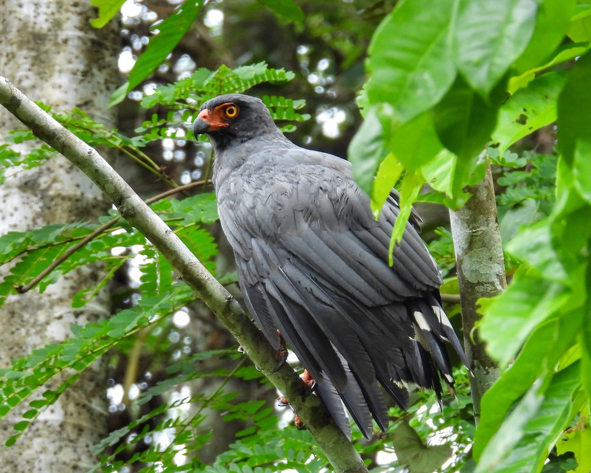 Slate-colored Hawk - ML637614338