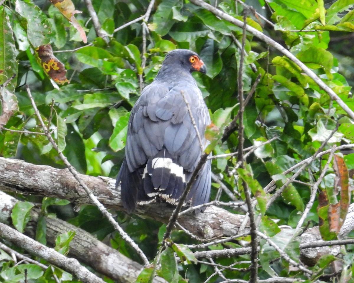 Slate-colored Hawk - ML637614339