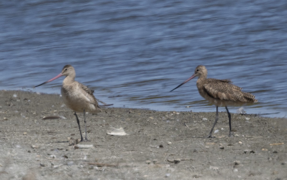 Marbled Godwit - ML637614340