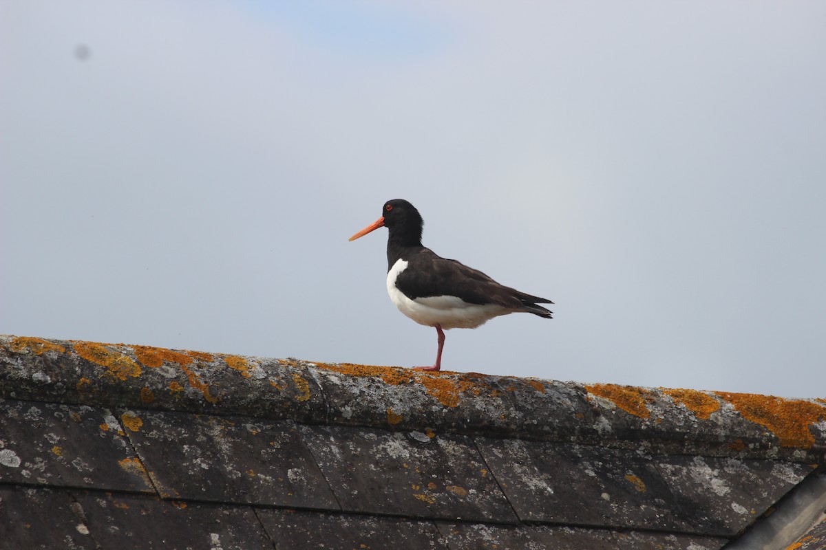 Eurasian Oystercatcher (Western) - ML637614341