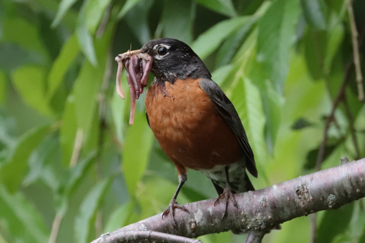 American Robin - ML637614343