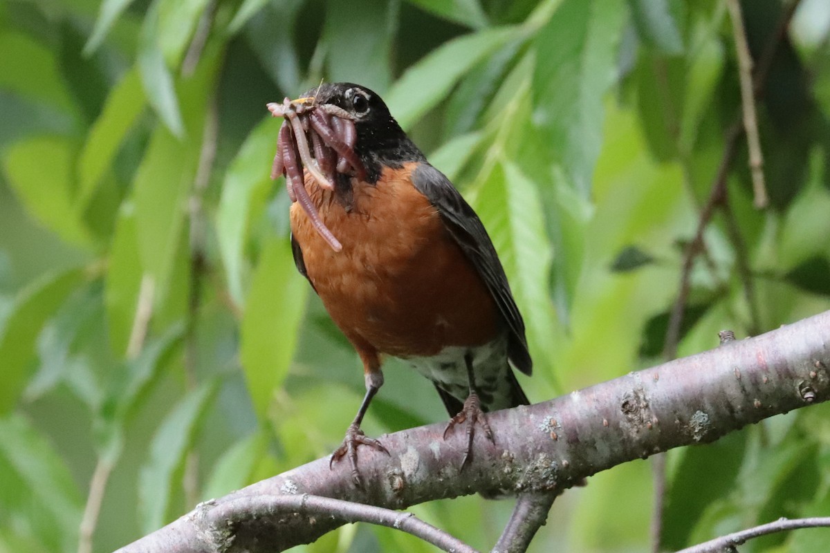 American Robin - ML637614344