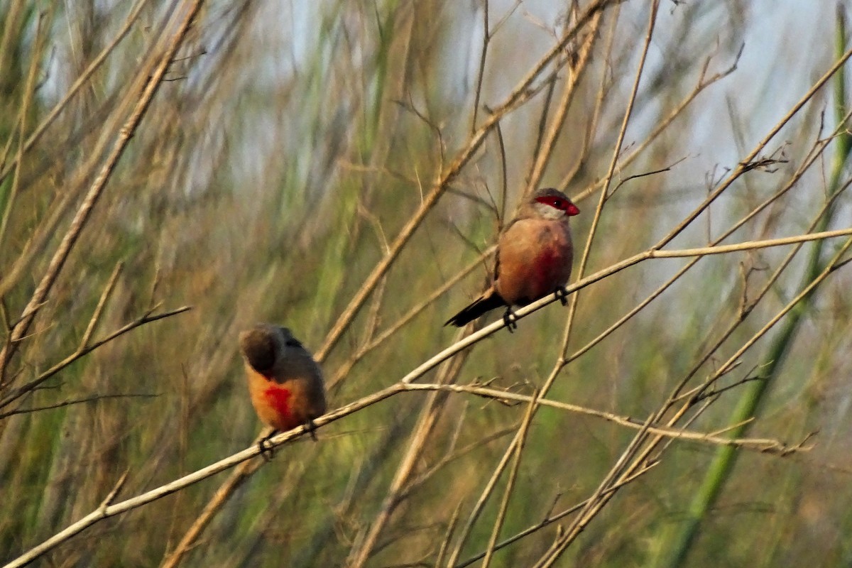 Common Waxbill - ML637614351