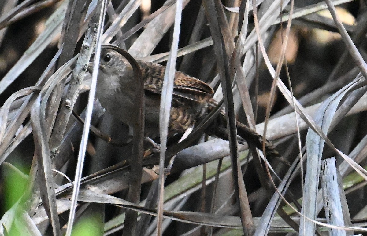 Zapata Wren - ML637614380