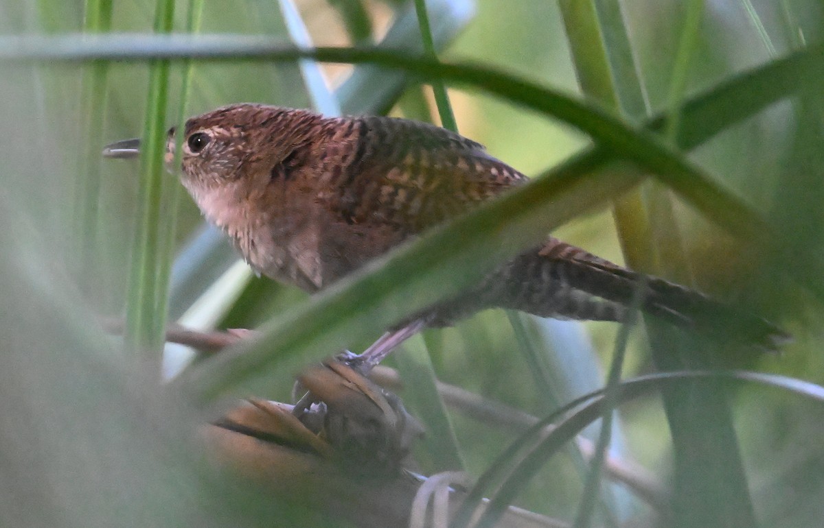 Zapata Wren - ML637614384
