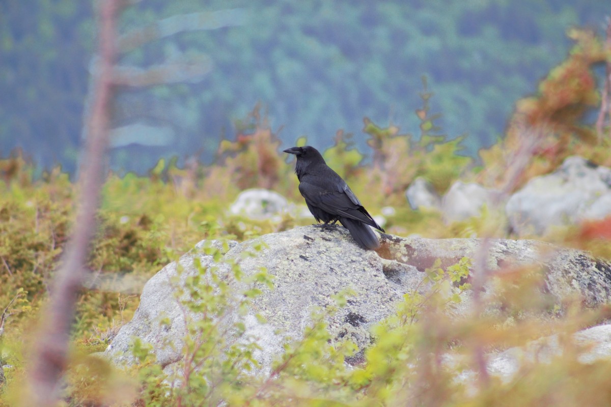 Common Raven - ML637614386