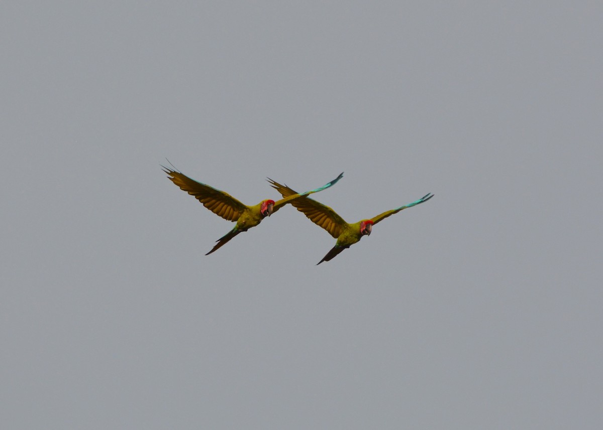 Great Green Macaw - ML637614393