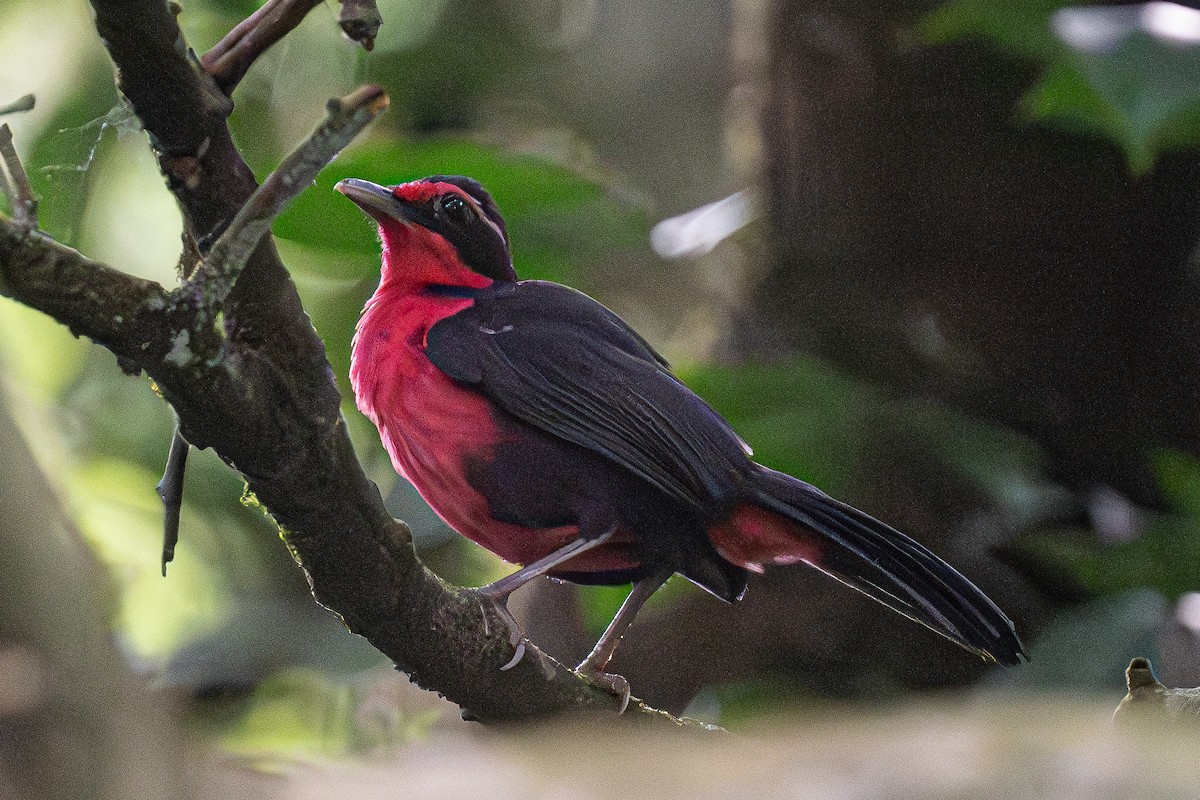 Rosy Thrush-Tanager - ML637614395
