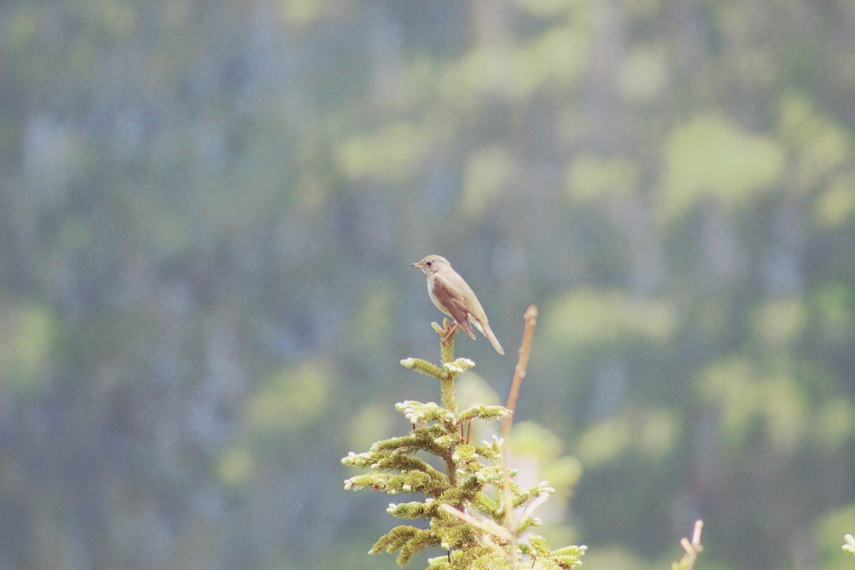 Bicknell's Thrush - ML637614398