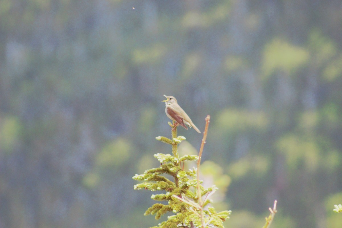 Bicknell's Thrush - ML637614399