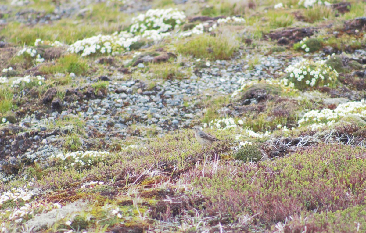 American Pipit - ML637614413