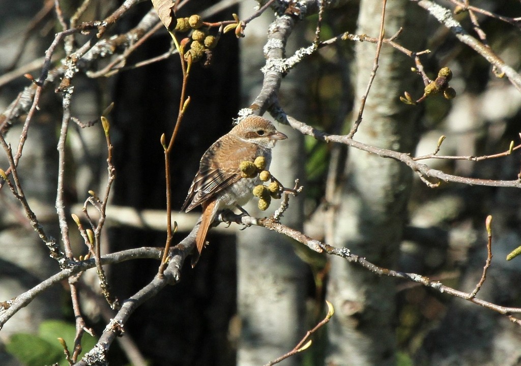 חנקן אדום-גב - ML637614418