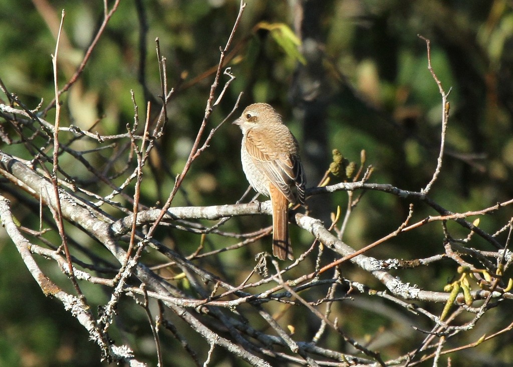 חנקן אדום-גב - ML637614419