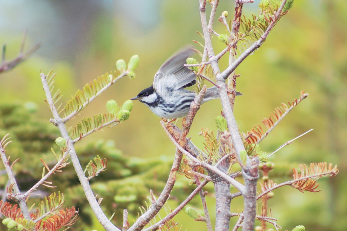 Blackpoll Warbler - ML637614425