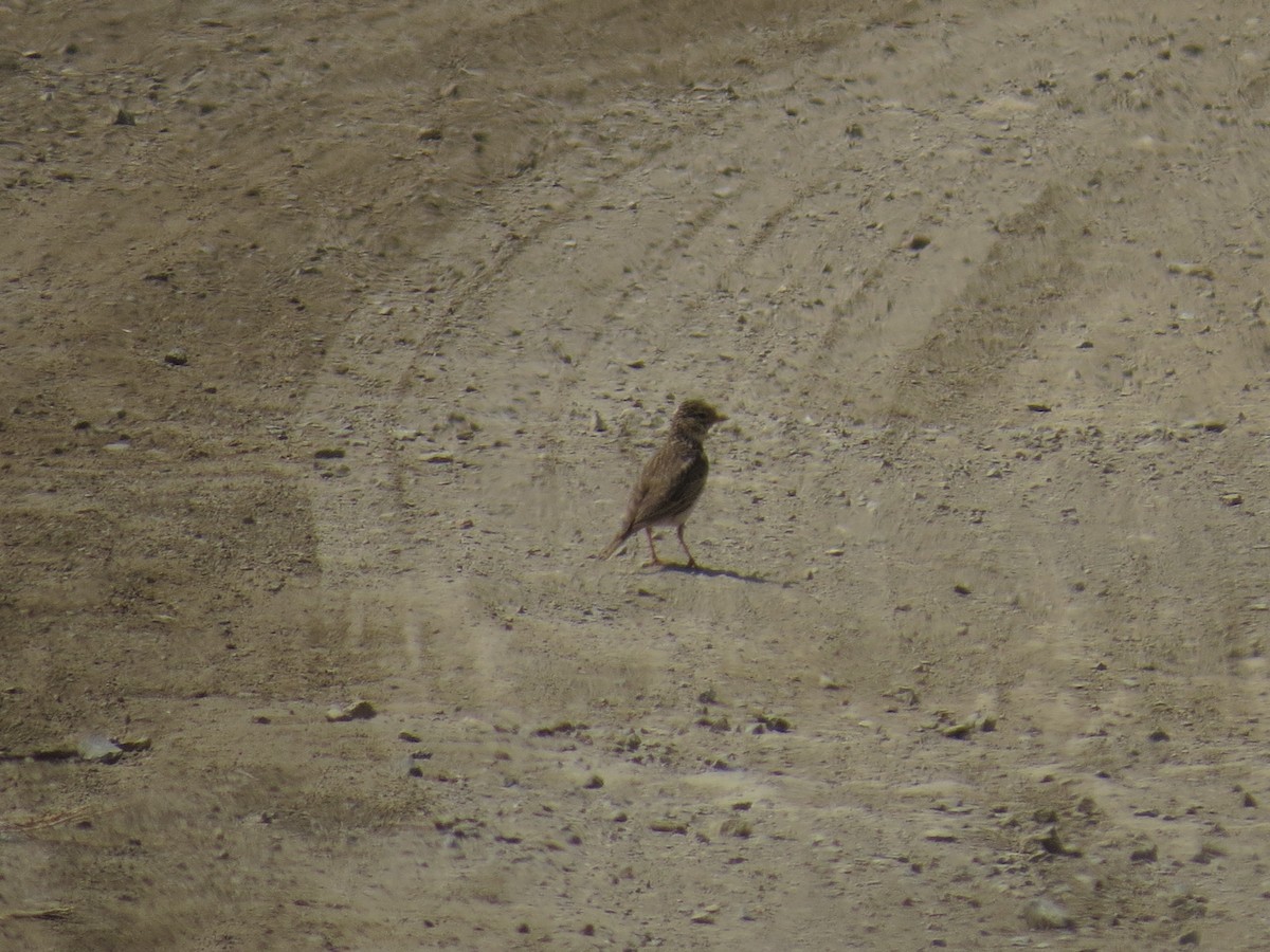 Mediterranean Short-toed Lark - ML637614427