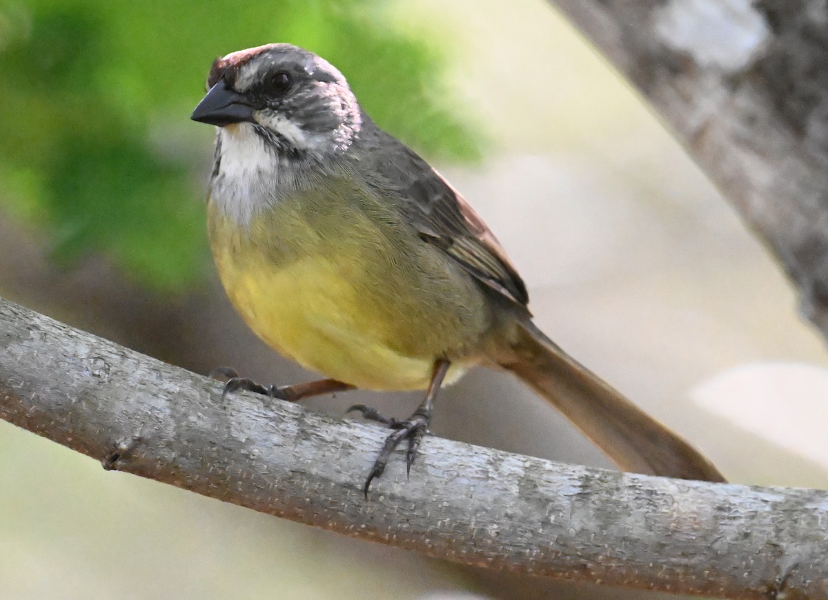 Zapata Sparrow - ML637614455