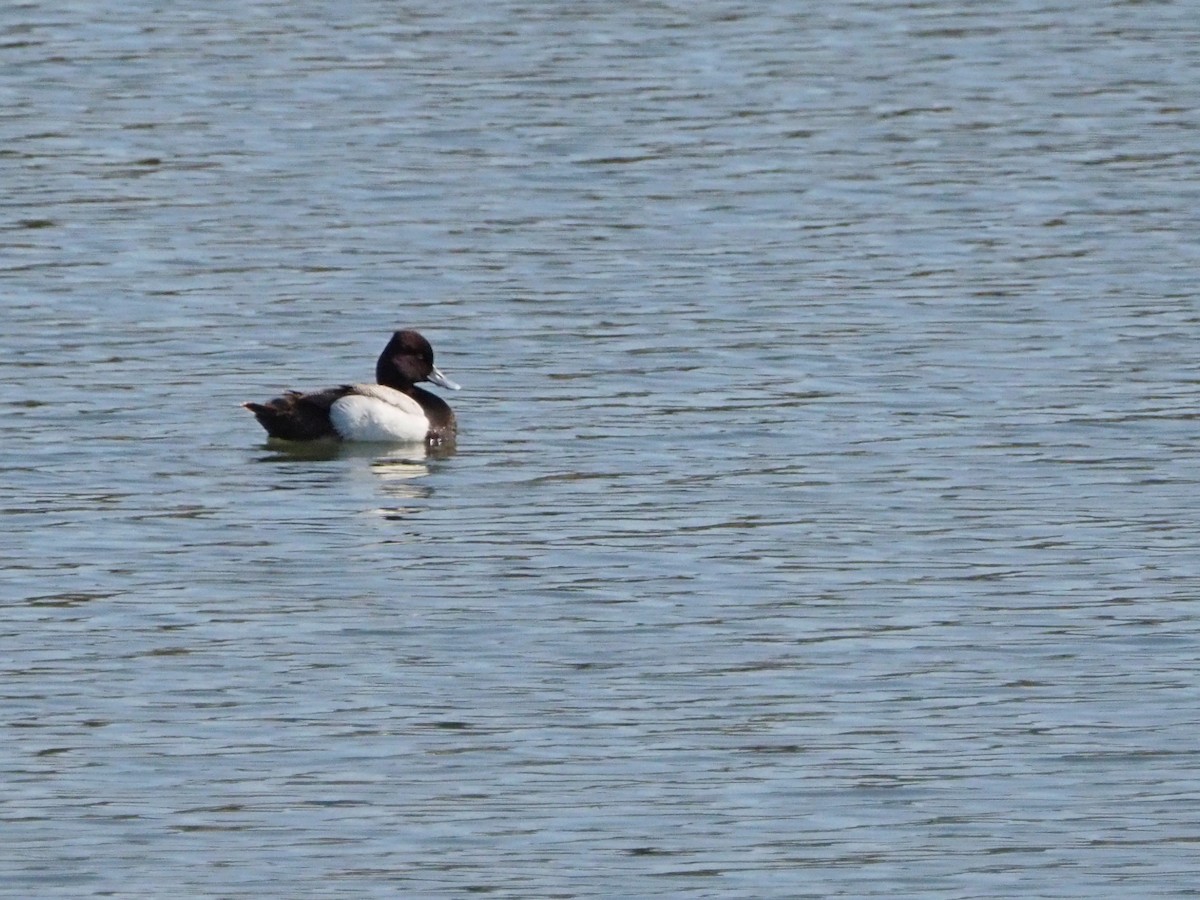 Lesser Scaup - ML637614480