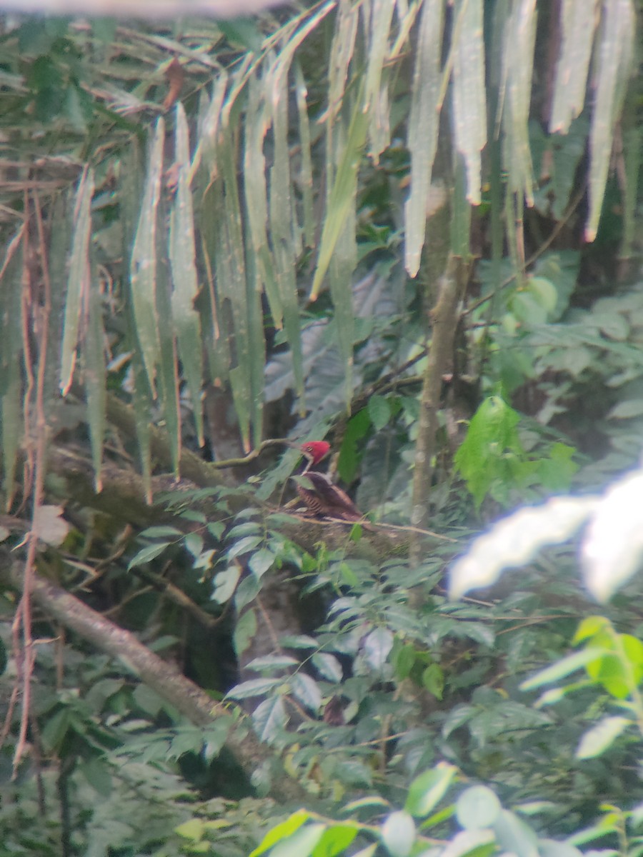 Guayaquil Woodpecker - ML637614519