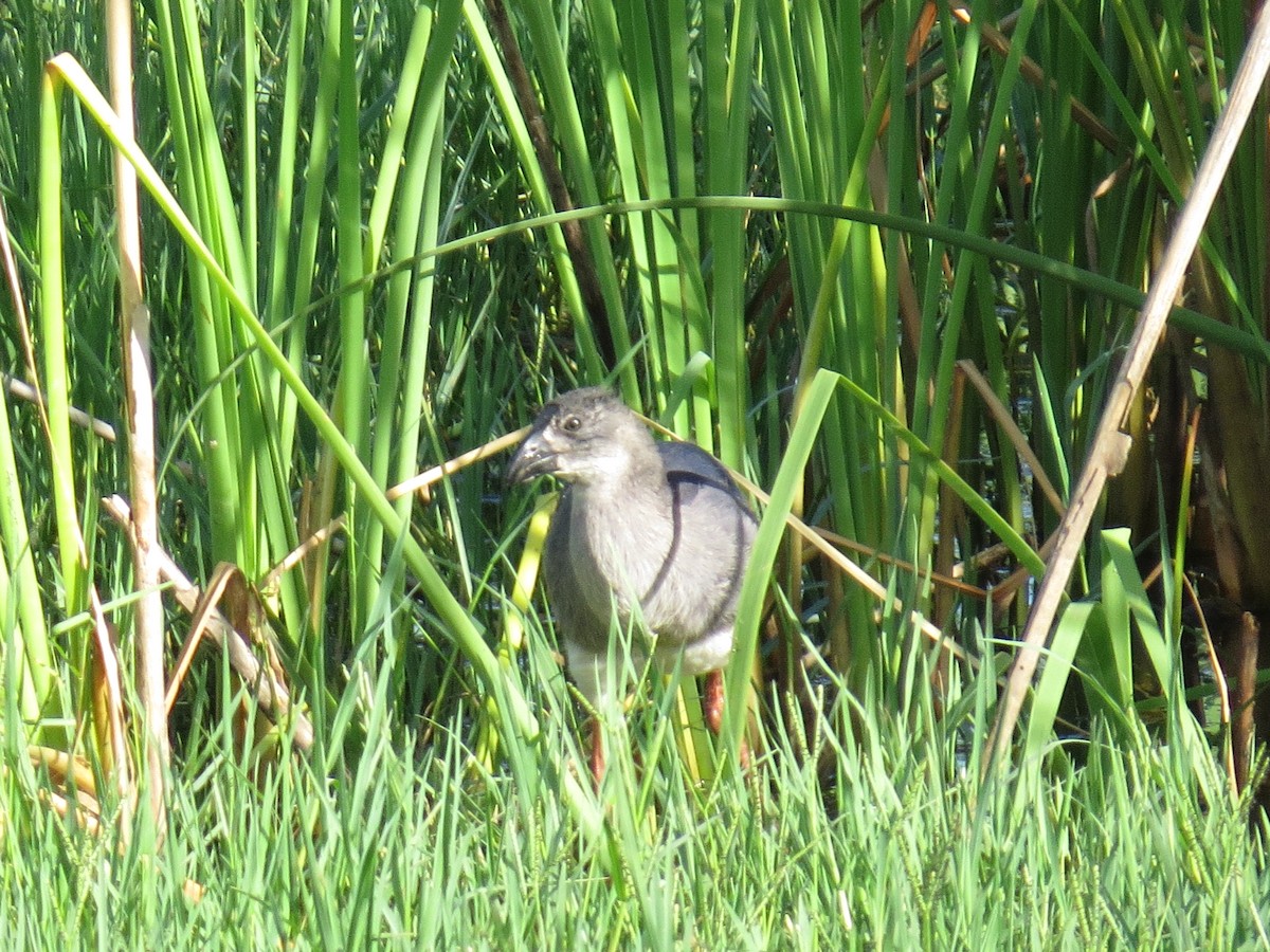 Western Swamphen - ML637614520