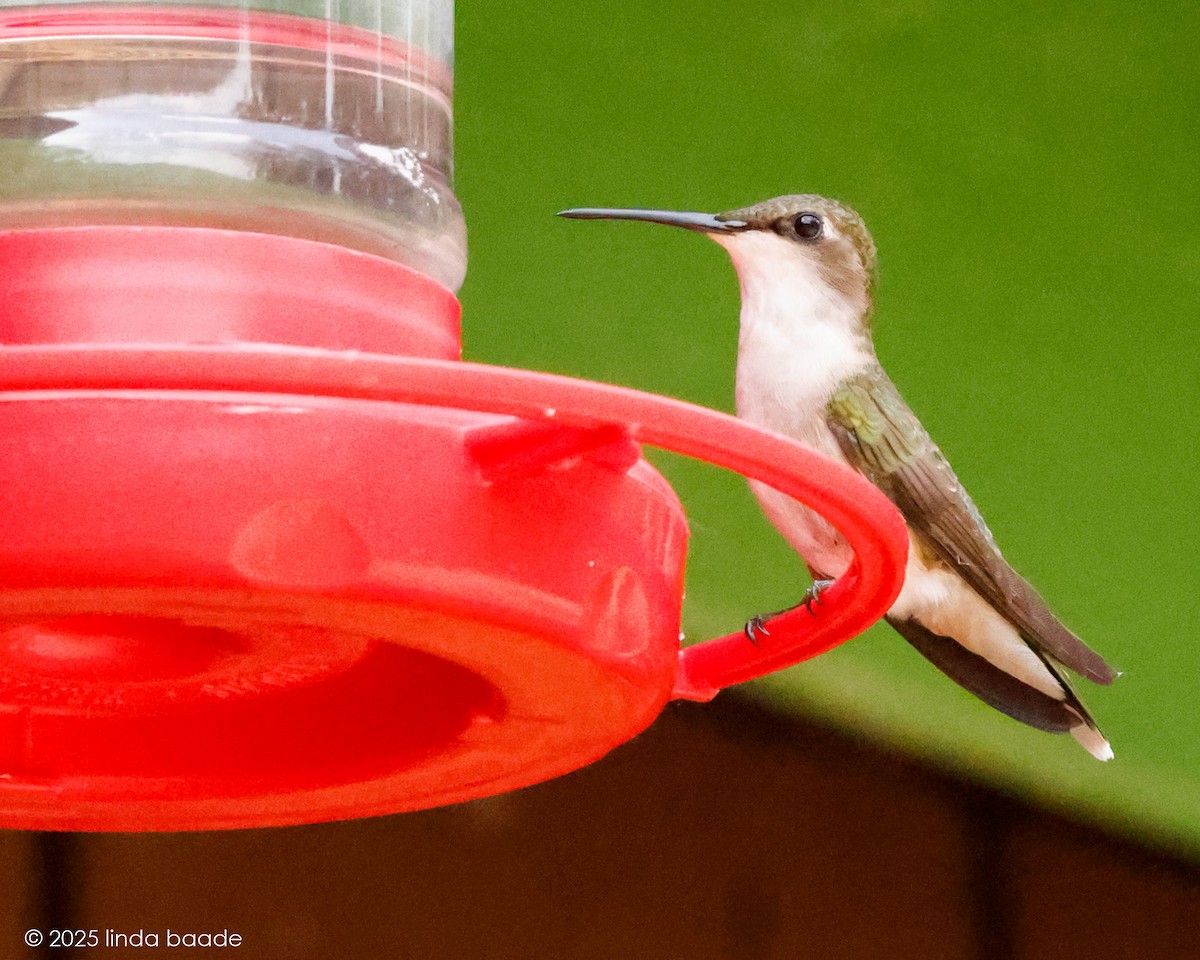 Ruby-throated Hummingbird - ML637614536