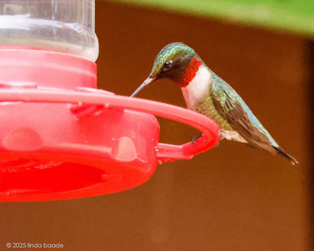 Ruby-throated Hummingbird - ML637614551