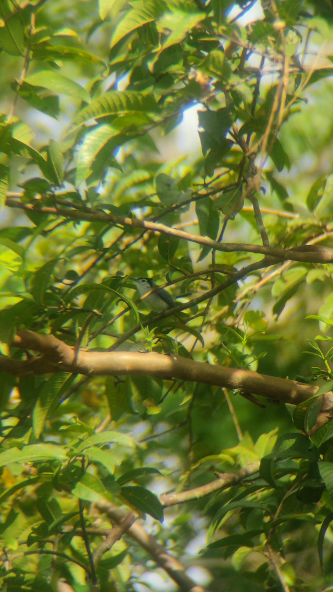 White-browed Gnatcatcher - ML637614585