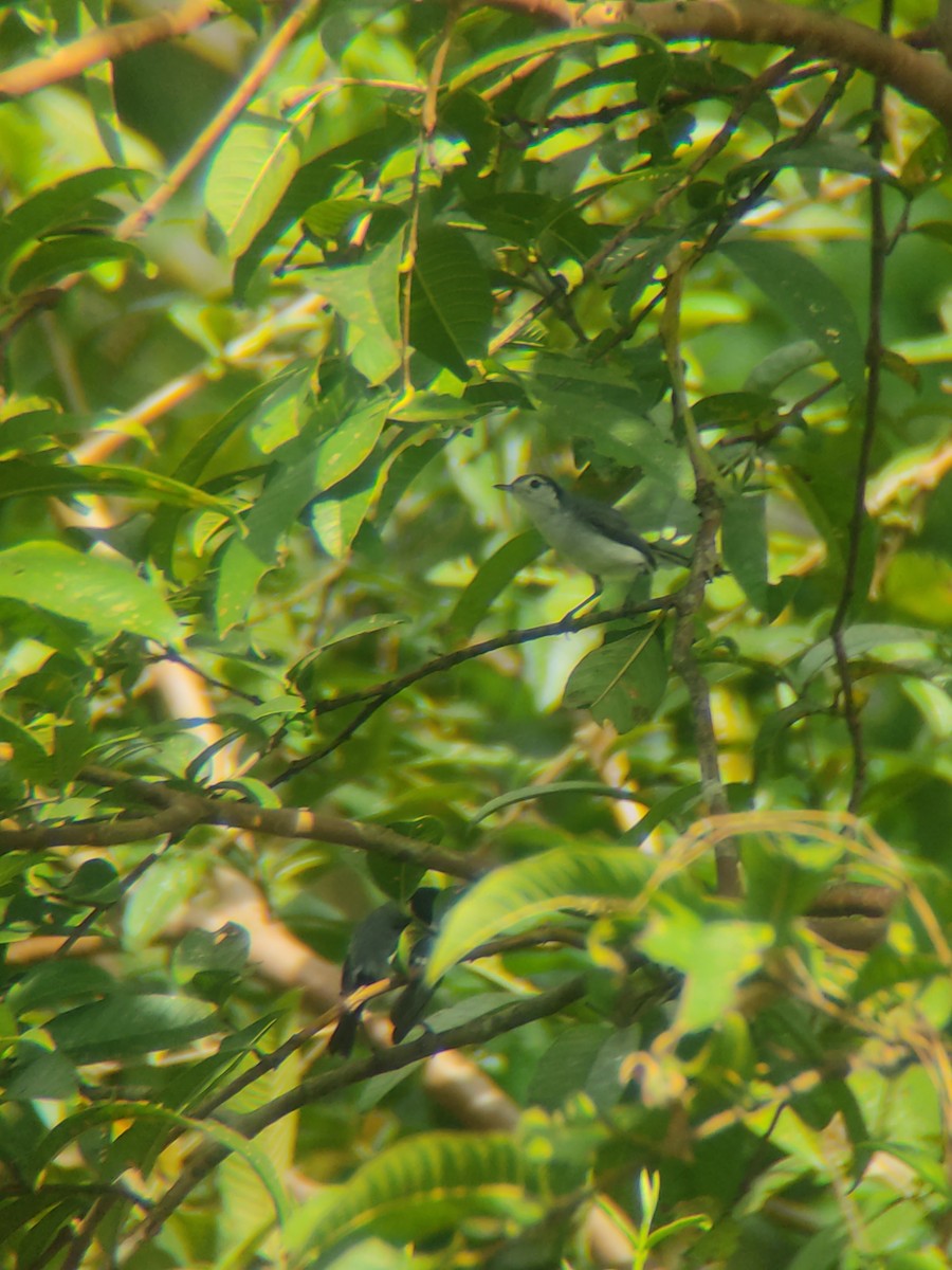 White-browed Gnatcatcher - ML637614586