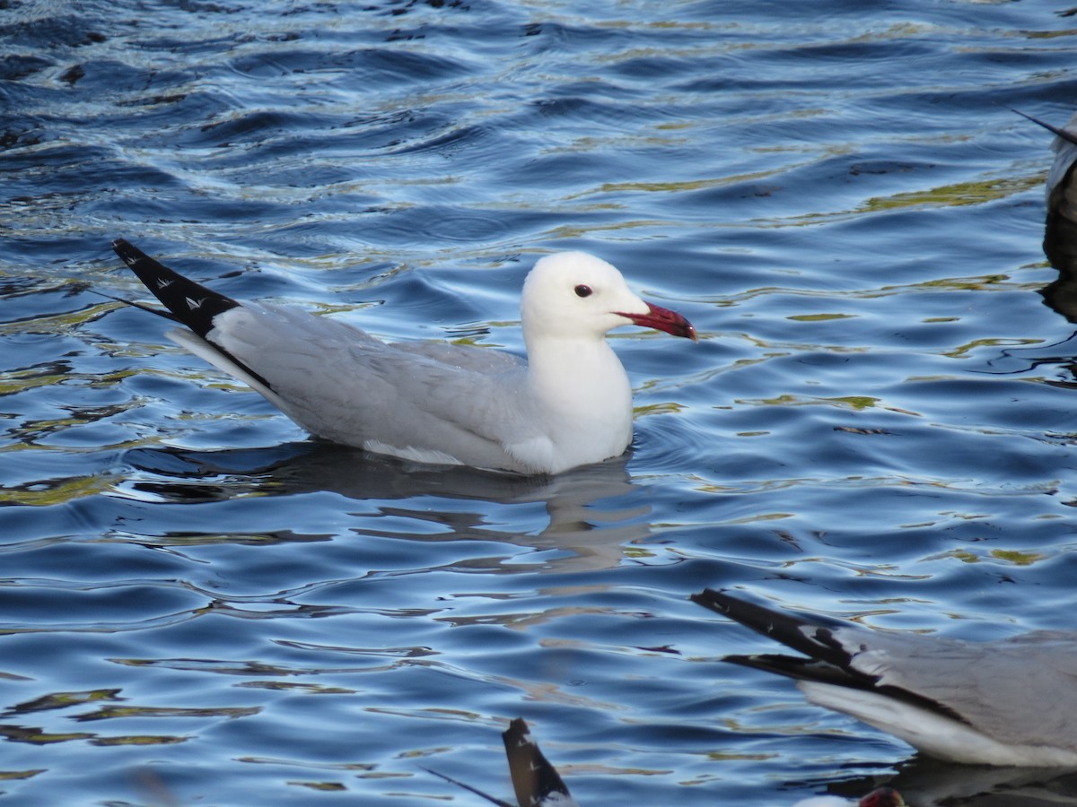 Audouin's Gull - ML637614589