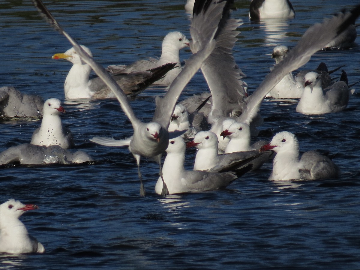 Audouin's Gull - ML637614605