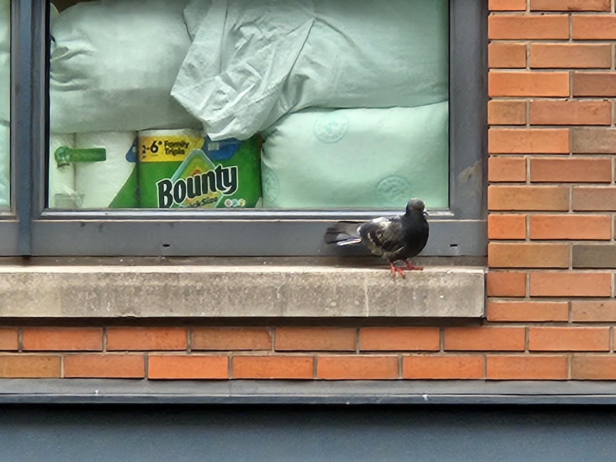Rock Pigeon (Feral Pigeon) - ML637614613