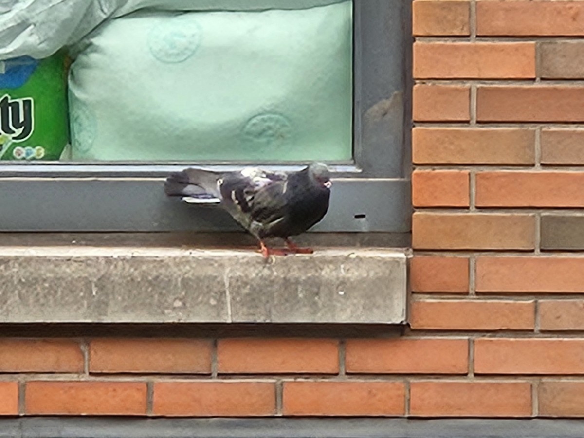 Rock Pigeon (Feral Pigeon) - ML637614614