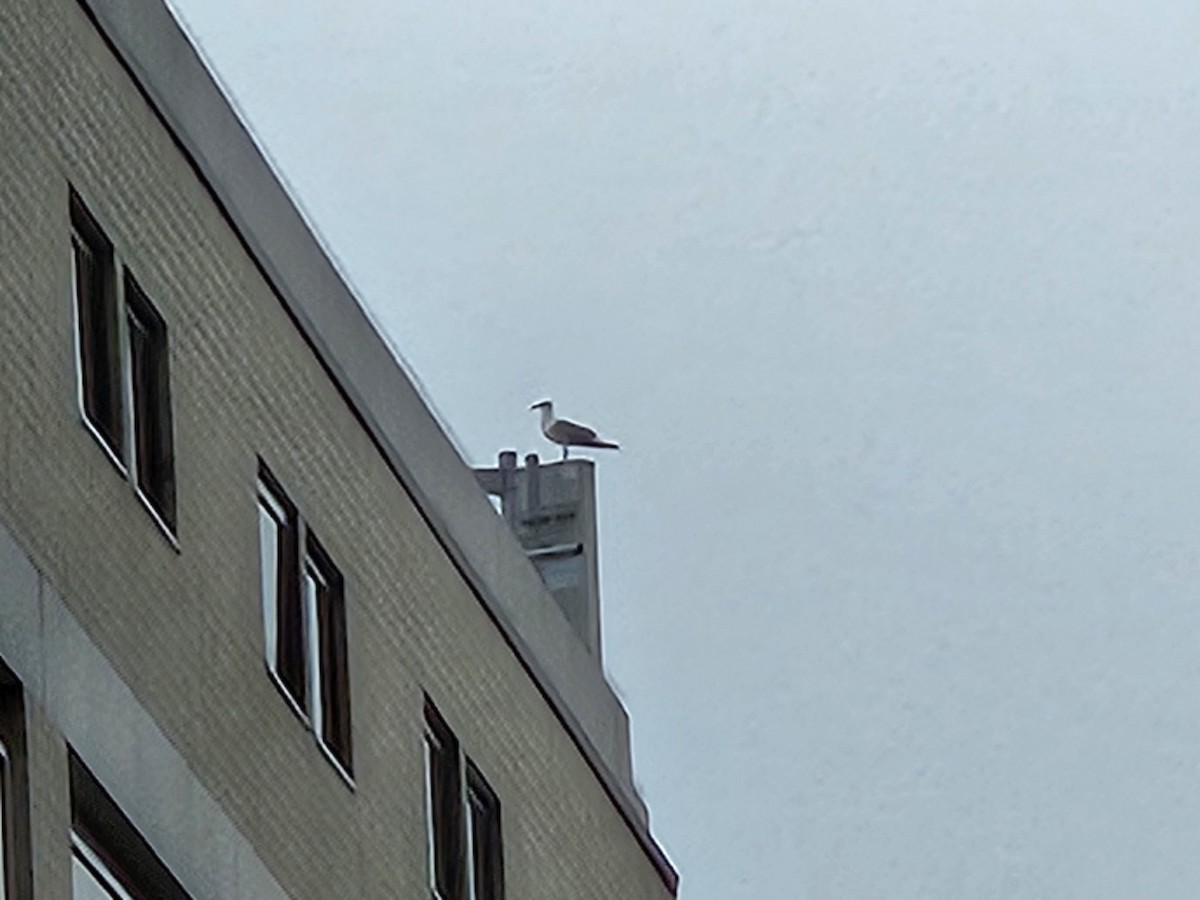 American Herring Gull - ML637614638