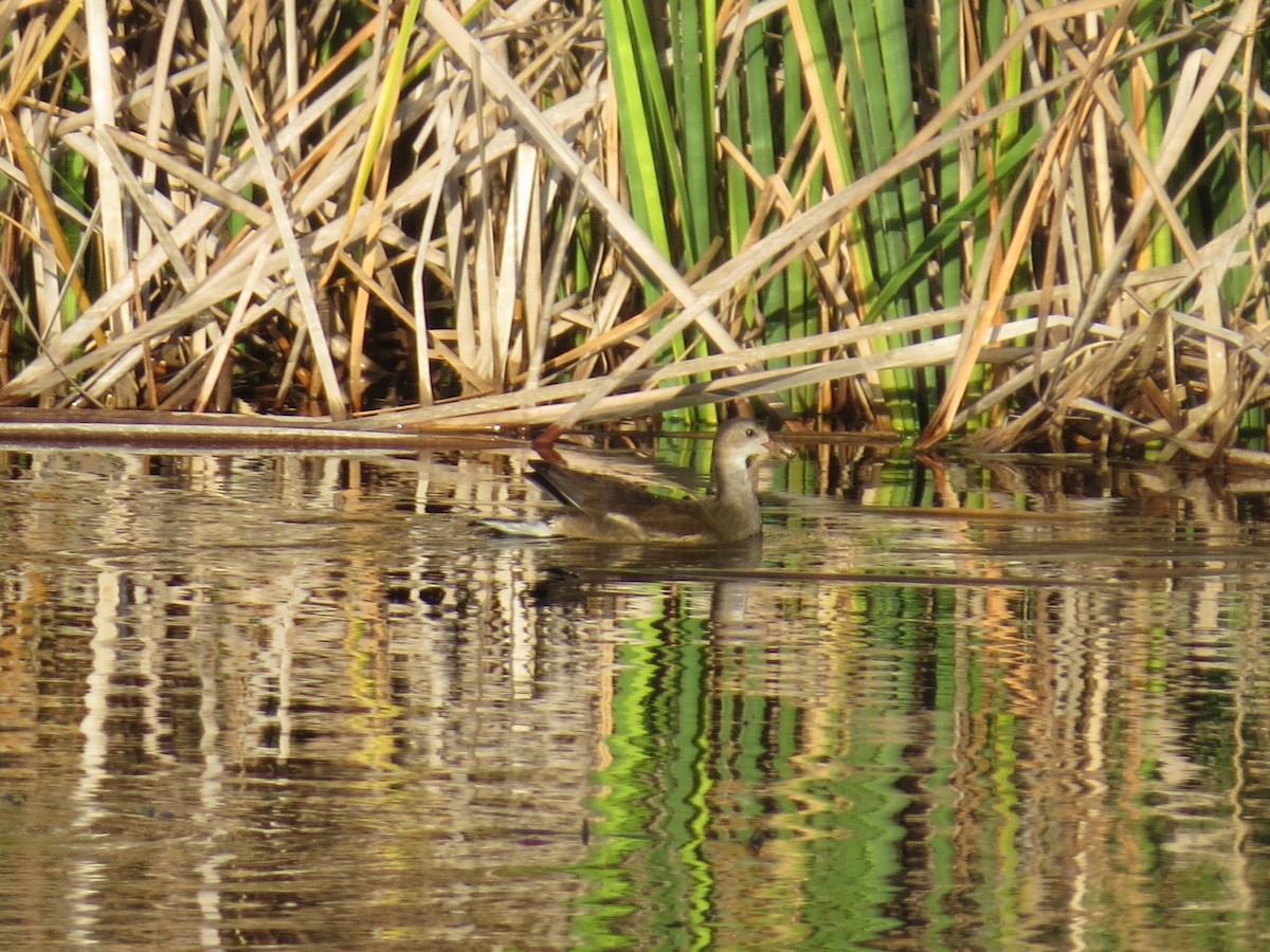 Eurasian Moorhen - ML637614650
