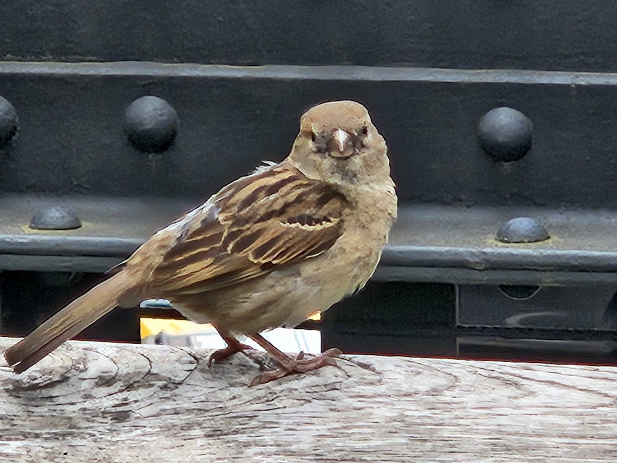 House Sparrow - ML637614659