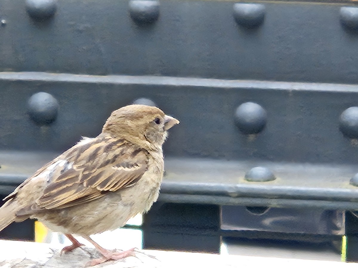 House Sparrow - ML637614660
