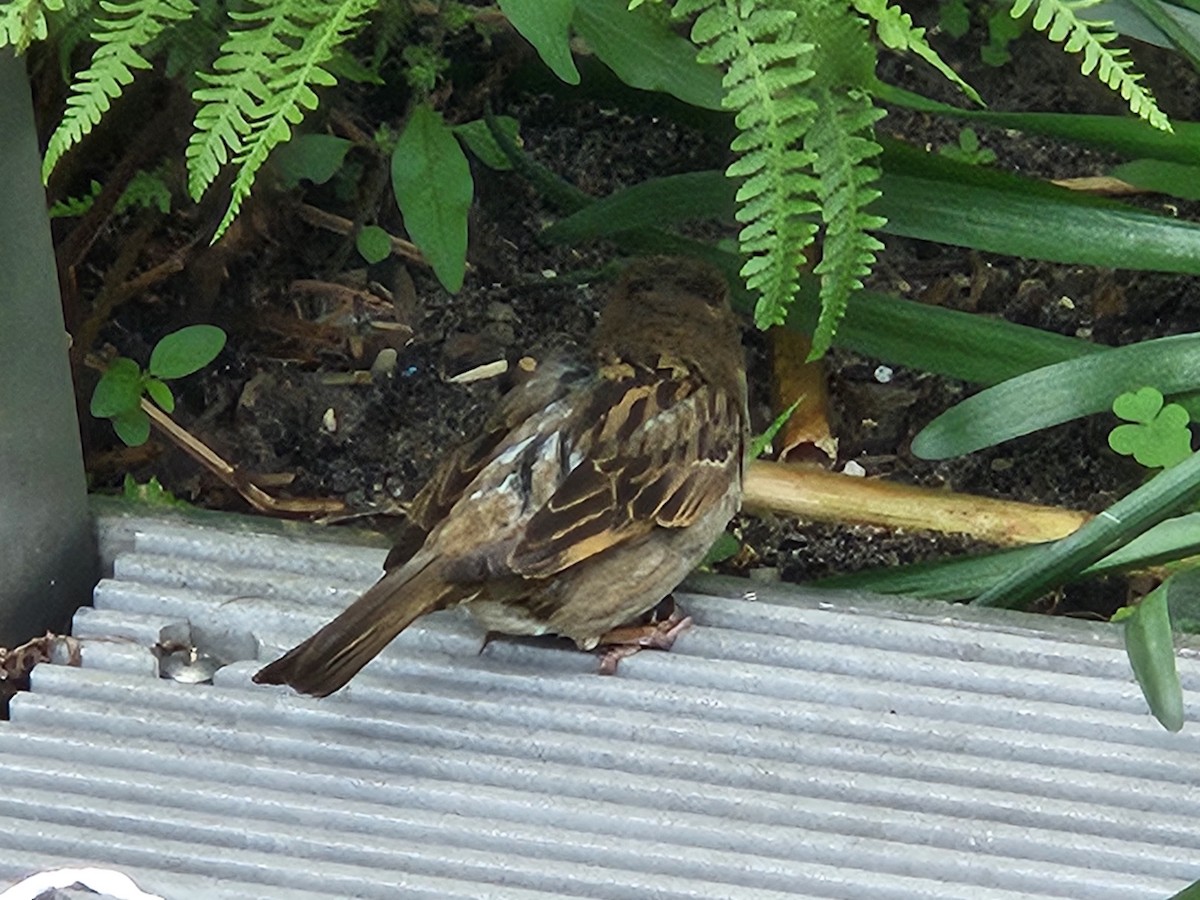 House Sparrow - ML637614661