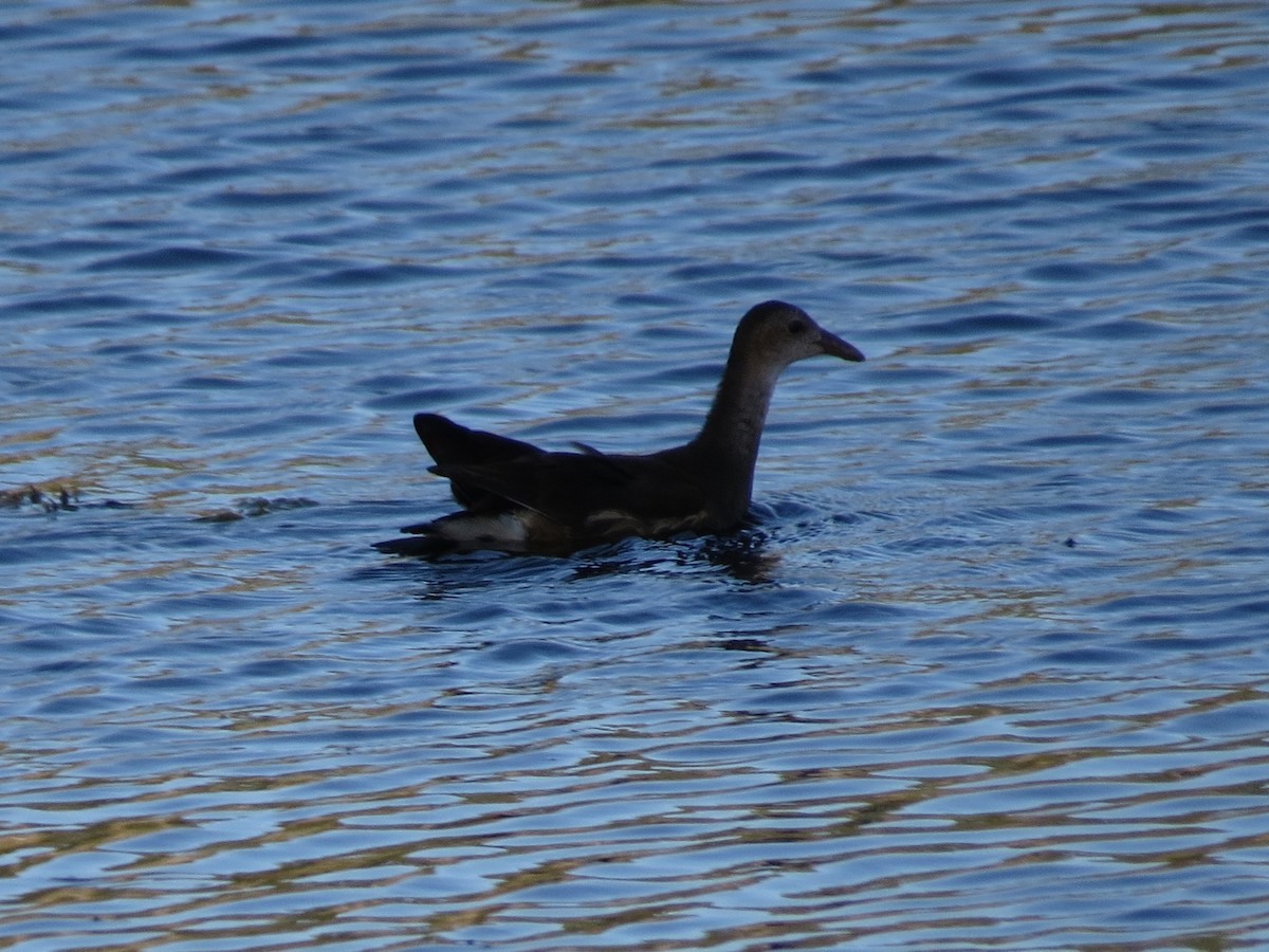 Eurasian Moorhen - ML637614667