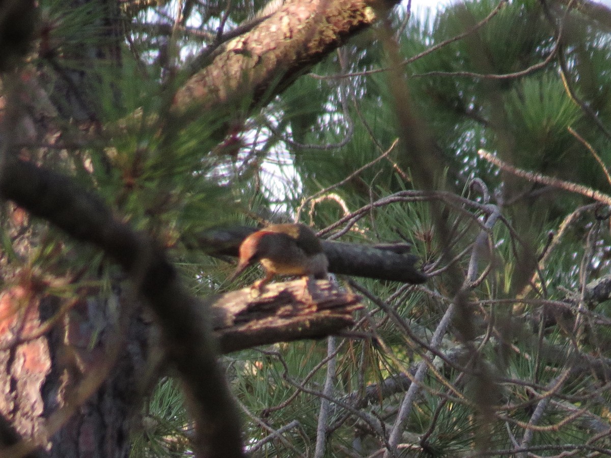 Iberian Green Woodpecker - ML637614690