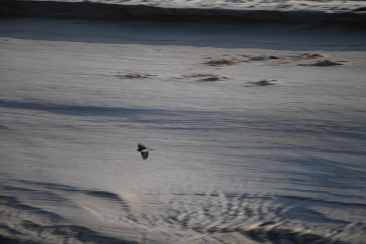 Bank Swallow - ML637614712