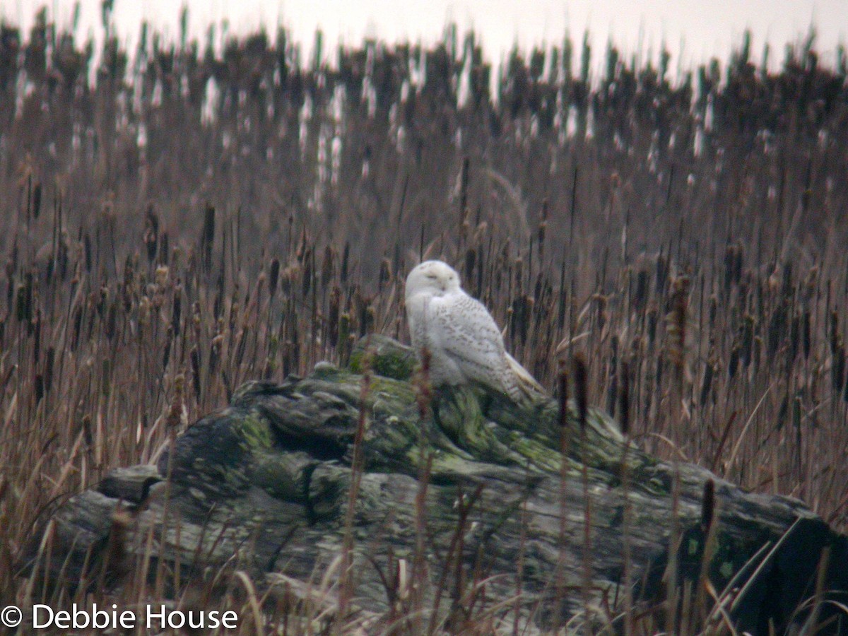 Snowy Owl - ML637614752