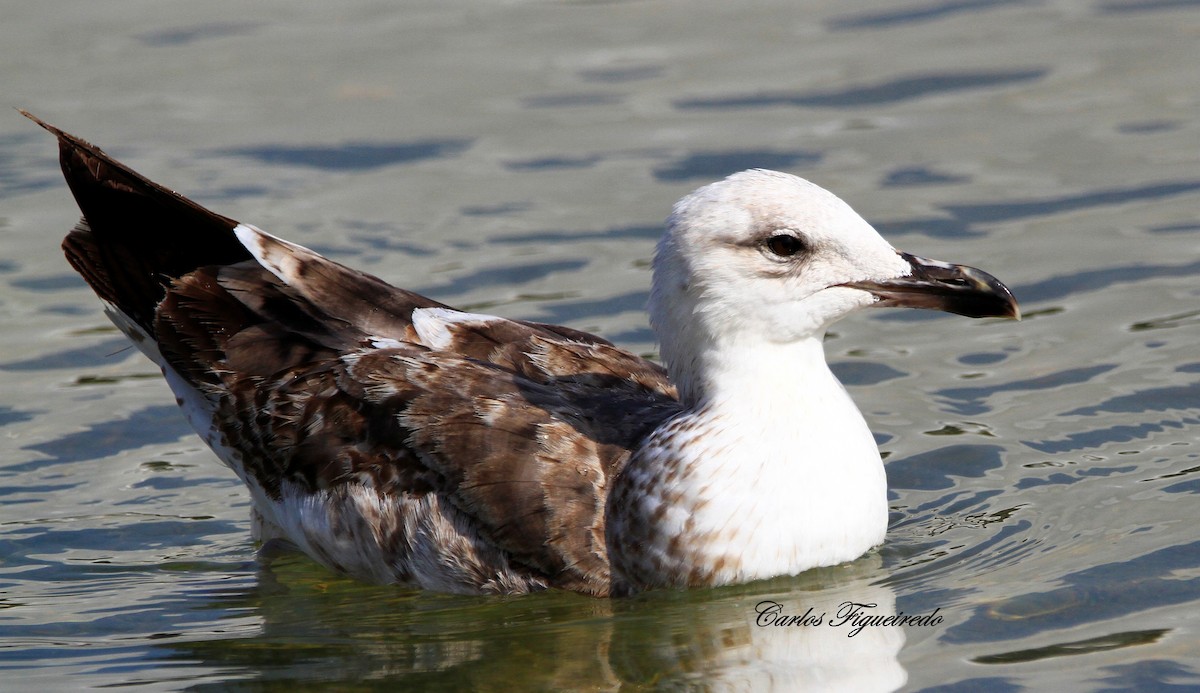 Yellow-legged Gull - ML637614755
