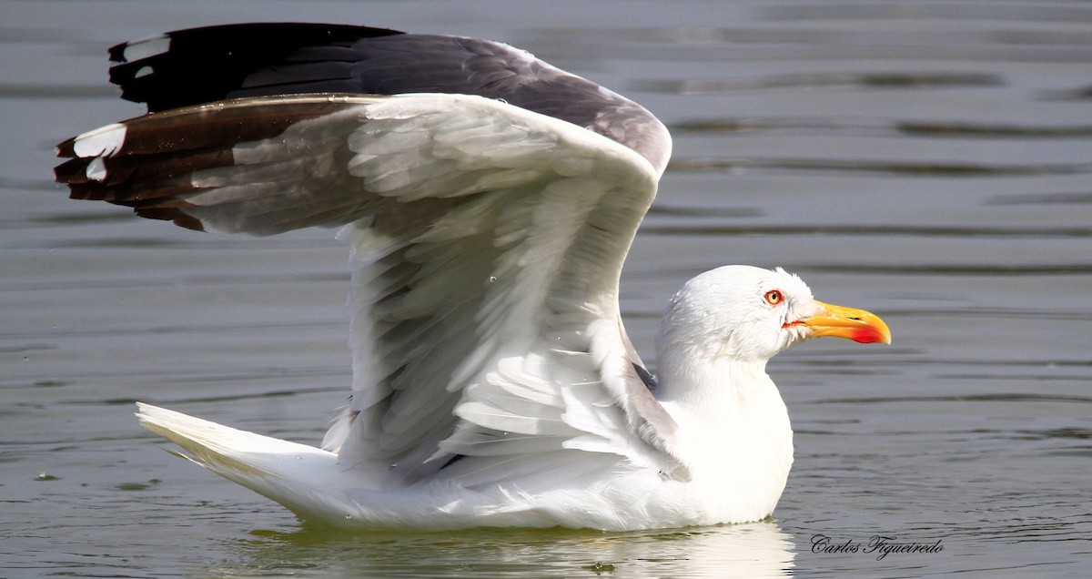 Yellow-legged Gull - ML637614756